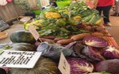 Dungog Local Growers Stall