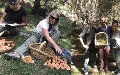 Mushroom Foraging Workshop – Lithgow